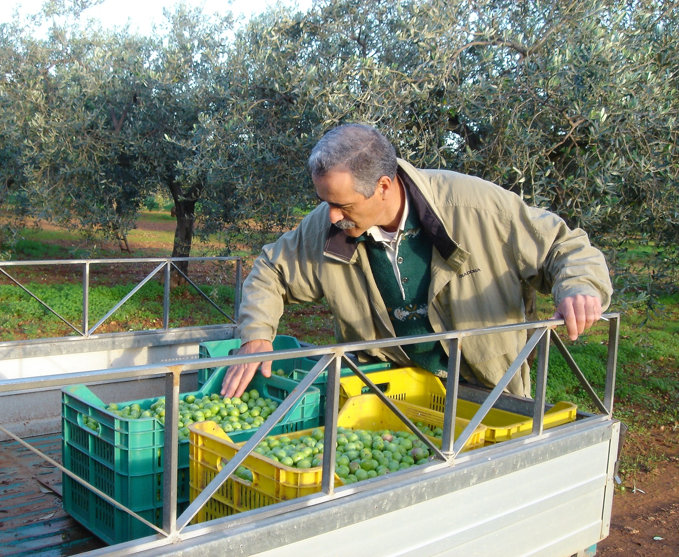 Controllo qualità dell'olio extravergine